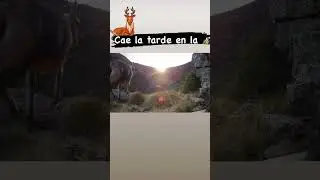 #nature #video #wildlife #photography #animals #forest #wildlifephotography #sunset #mountains