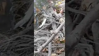 Змея Поймала Окуня 