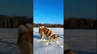 Акита ину на улице часть 9 asmr 🦁 #акита-ину, #акита, #акитаину, #akitainu, Akita Inu