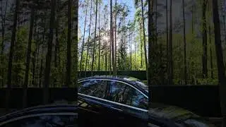 Гуляем в Комарово 🌿