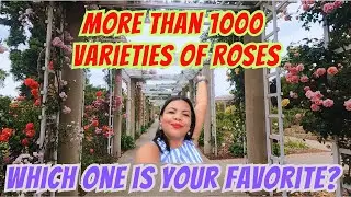 BEAUTIFUL ROSE GARDEN IN SPRING ll THE HUNTINGTON LIBRARY AND GARDEN
