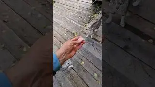 главное отличие лесных кошек от городских