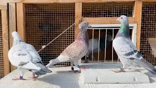 65 Mile Road Training: Racing Pigeons Finally Getting in Better Condition
