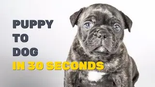 Puppy to dog in 30 seconds! 😍