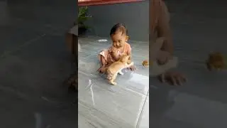 #SHORT // Mainan anak kucing lucu