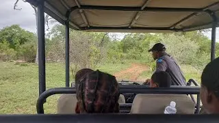 Looking for the Gijima male lion with the kids