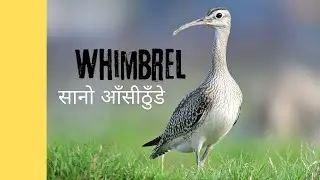Whimbrel: The Ultimate Migratory Shorebird | Fascinating Facts & Insights