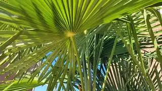 beach sounds relaxation