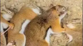 Legit Squirrel Call - Squirrel Whisper Works Everytime