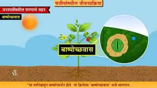 9th Science | Chapter#15 | Topic#02 | वनस्पतींमधील पाण्याचे वहन | Marathi Medium