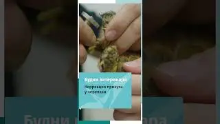 Коррекция прикуса у черепахи
