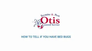How to Tell if You Have Bed Bugs