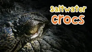 Saltwater Crocodiles: Bone Crushing Feeding and Facts #saltwatercrocodile #animalfacts #australian