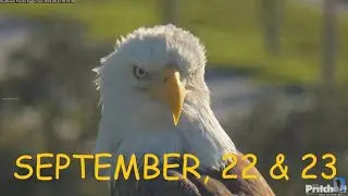 SWFL Eagles - Solo Visit & Couple Visit. Nestwork Goes On 🦅❤️🦅