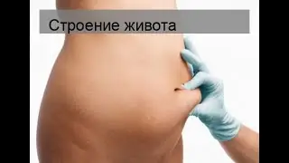 Строение живота