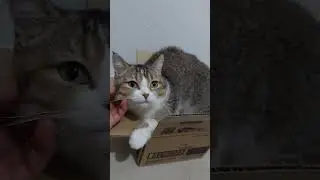 Kitten Fifi loves some cuddles 