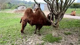 Port Lympne Safari Park