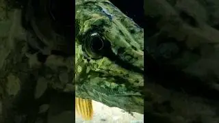 Щука , минимализм движений . #fish #fishing #pike #aquarium #аквариум #рыбалка #щука #hunter
