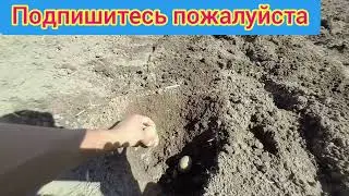 {КАК НАДО ПОСАДИТЬ КАРТОШКУ} 30.04.2024 год.