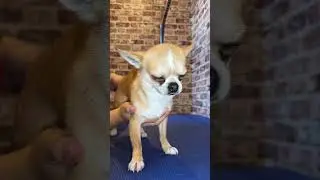 Doggy Daily Episode 252: Mouche the Chihuahua 🐾 #chi #chihuahua #doggrooming