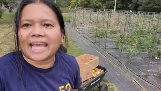 You Will Never Have Split Field Tomatoes if You Do This