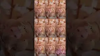 Котик Нужен ?