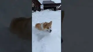 Корги Максяш и снег !!!