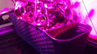 Аквариум+Фитофильтр+Фитолампа 11.04.2018