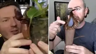 Nepenthes Chat: Hybrids, Care Tips, and Their Synergy with Orchids | Collab w/ @MyGreenPets