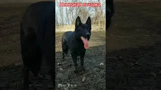 Black shepherd dog. Чёрная немецкая овчарка. 