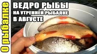 Бешенный клев.Трофейная красноперка.(Рыбалка на удочку с лодки в августе)..