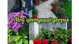 My blooming courtyard. A review of the flowerbed in July.🌺☀️🌼