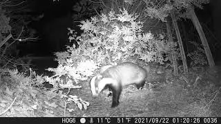A badger with very clean toilet habits ...