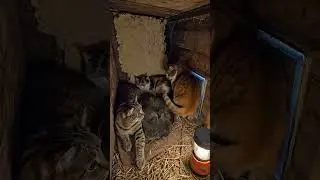 He Decided It Was His Job To Keep The Storm Out 🐾⛈️