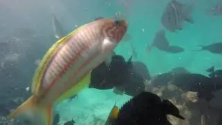 Кормим рыбок в Красном море. Египет, Шарм Эль Шейх.