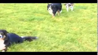 Смешные колли.