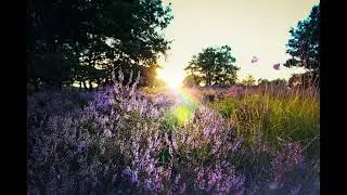 Early morning meadow sounds, bees, birdsong gentle wind :)