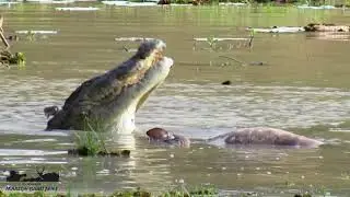 CROCODILE KILLS PREGNANT DEER | Wilpattu National Park, Sri Lanka