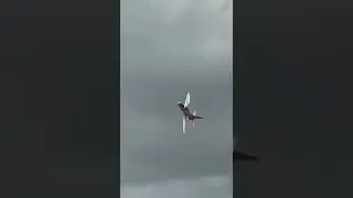 Amazing $15k Jet being pushed to the limit at Florida Jets 2022