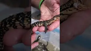 I'm The First Thing These Lizards See When They Hatch
