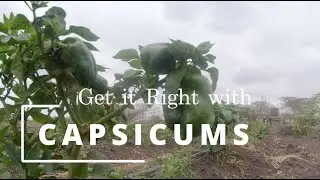Get it Right with CAPSICUMS: Overcoming Mites & Pests for a Bountiful Harvest #farming #farmlife