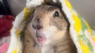 Prairie Dog BARK / WAHOO Compilation 🥰❤️