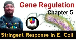 Gene Regulation | Chapter 5 | Stringent Response in E. Coli | Gene Expression  in Prokaryotes