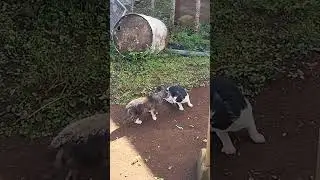 kucing berantem rebutan wilayah/siapakah yang menang