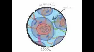Genetics 101 (Part 1 of 5): What are genes?