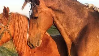 Milka and stallion couple in love ।  ЖЕРЕБЕЦ рвет Катьку