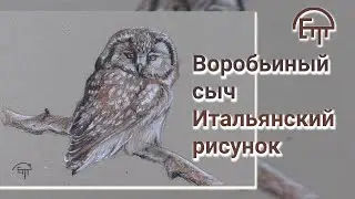 Sparrow Owl. Italian drawing