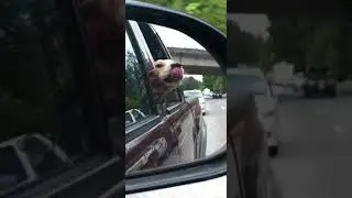 Golden retriever car ride