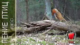 ПЕНИЕ ПТИЦ в лесу. Слушать 1 час