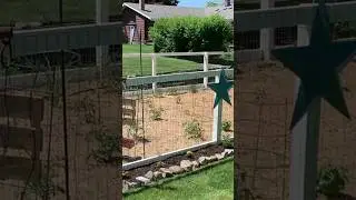 How To Build and Install THE BEST Vegetable Garden Fencing!